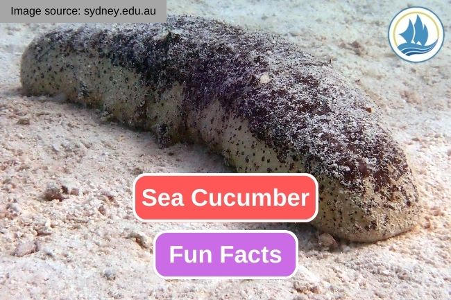10 Fascinating Fun Facts About Sea Cucumbers